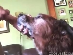 Dogsitter forces cock down bitch throat