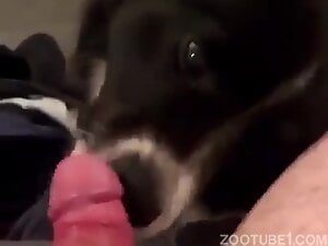 Man and Animals Zoophilia Porn Videos / Page 2 / Zoo Tube 1