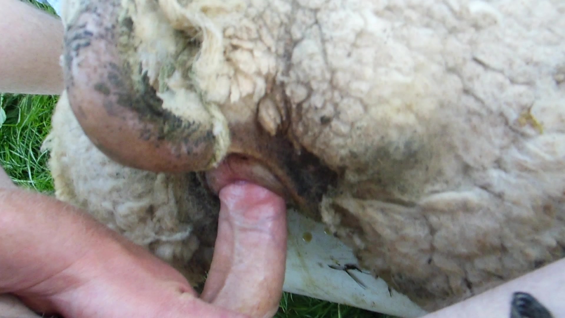 Sheep sex video
