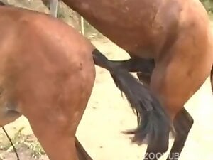 horse and mare fuck