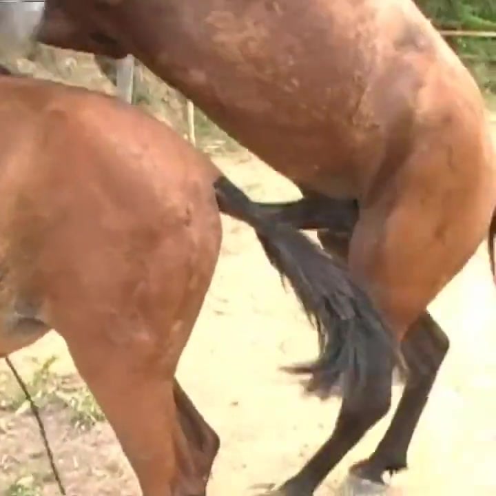Xxx Mating Horse Porn Video - horse and mare fuck