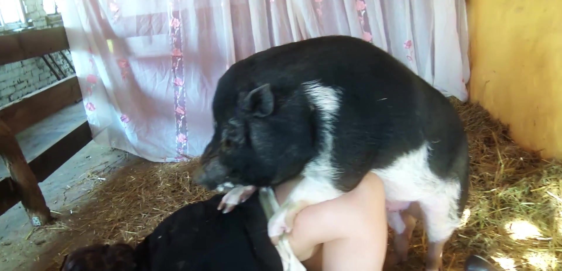 free amateur pig sex videos
