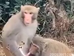 Monkey Blowjob