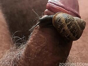 Snail slithering all over that hard hairy cock in POV