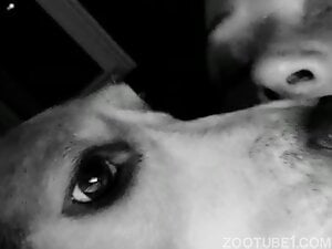 Dog making out with a seasoned zoophile in B&W movie