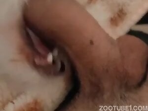 Dude fucks a sexy dog mouth in a closeup porn movie