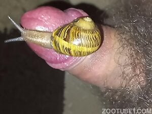 Snail pleasure session featuring a really nice dick