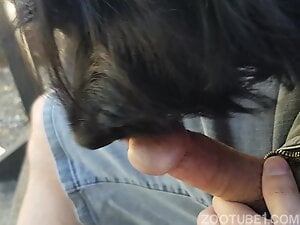 Dude feeds his hard cock to a sexy black dog today