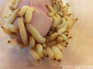 Lots of tiny maggots are going to swirl on cock head