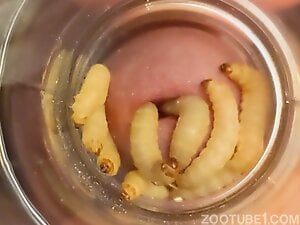 Tiny fucking maggots sliding right inside the cock
