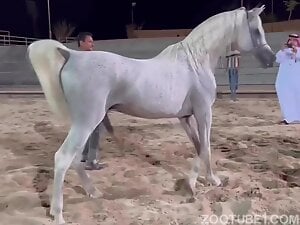 Horse shows off its huge erect cock to a gay sheikh