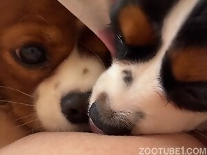 Two dogs sharing the lovely pussy in a POV movie