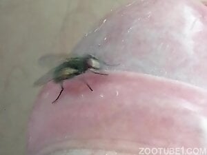 Fly is going to make this hard cock throb with passion