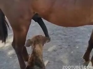 Dog decides to suck a horse's huge cock with passion