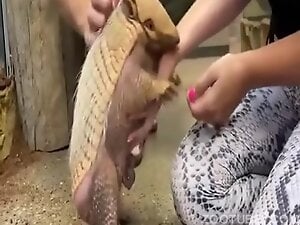 Armadillo is going to fuck her hand or something