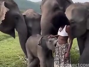 Tiny lady is going to fuck an elephant on all fours