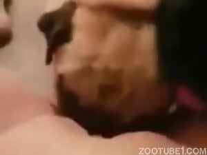 Sexy bulldog uses its tongue to polish that pussy