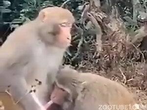 Sexy monkey fuck movie with a nice outdoor blowjob