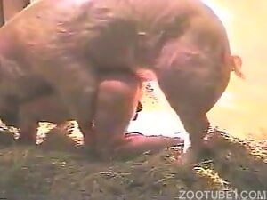 Naked man having anal sex with boar