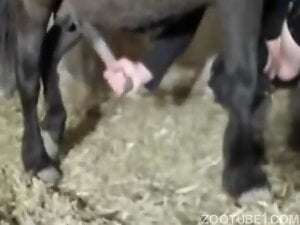 Black pony love the warm hand of horny lady