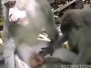 Monkeys having fun