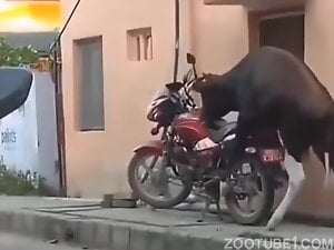 Bull trying to fuck bike