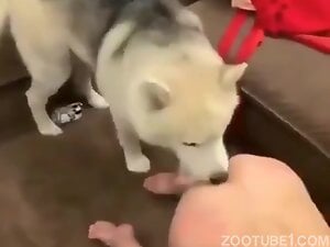 This husky is definetly a boss here