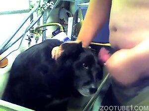 Man and Animals Zoophilia Porn Videos 