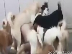 Group Dog Porn - Group Sex Zoophilia Porn Videos