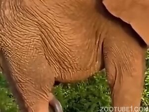 Amasing Elephant Dick