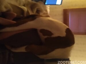 Chaotic dogsex