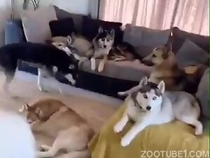 Flashing for dogs