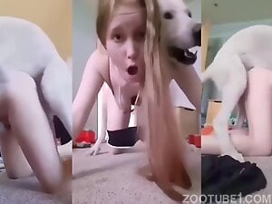 Doggy Heaven