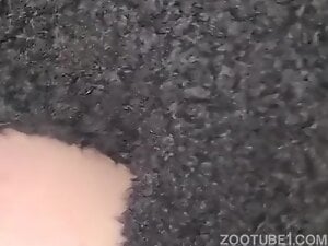 Poodle Fuck BBW