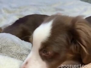 Cute dog and juicy pussy