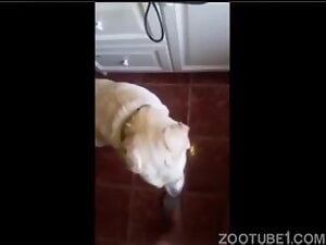 Matures and dogs compilation