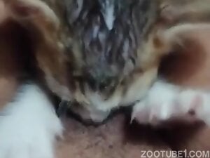 Kitten licking