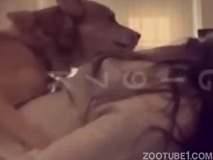 The girl was fucked by the dog and her voice trembled