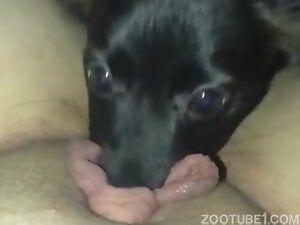 Deep Lick