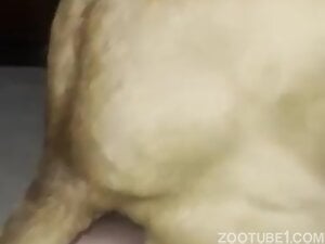Doggie finally found it bitch