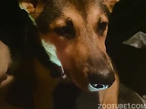 Well trained shepard