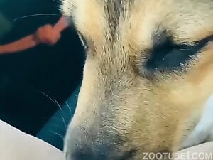 With lovely shepard in car