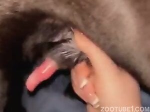 Wanking my dog in bed