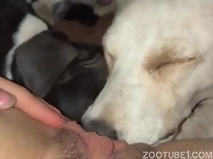 Two Dogs Licking