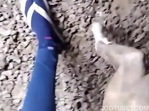 Backyard Dogsexplay 2