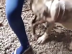 Backyard Dogsexplay 1