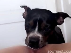 Eating shaved pussy juice