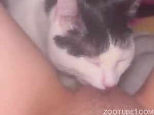 Cute cat tries pussy
