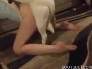 Playing with doggie in Living Room