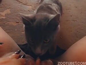 Kitty Gang Attack